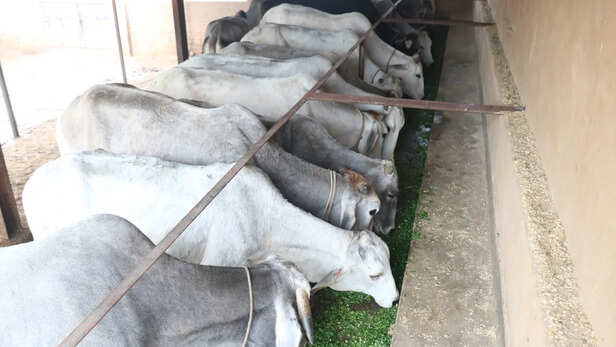 गर्मी से पशुओं को बचाएं