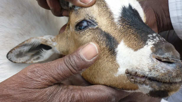 समय पर कराएं टीकाकरण