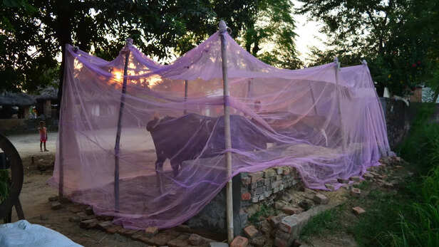 परजीवियों से पशु का बचाव