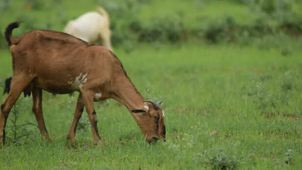 हरा चारा भरपूर खिलाएं