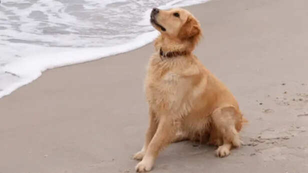 Trust between a dog and its owner is built on consistency