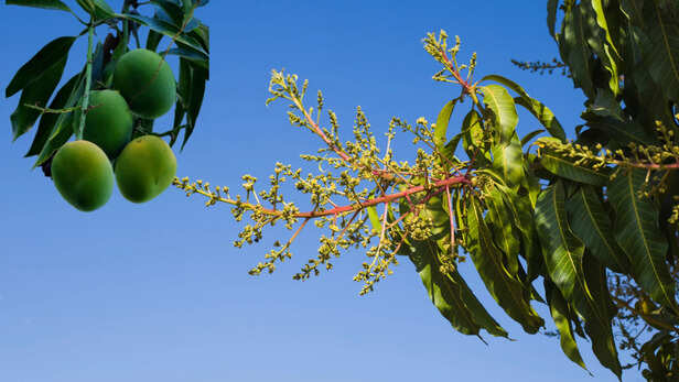 आम के मंजर​