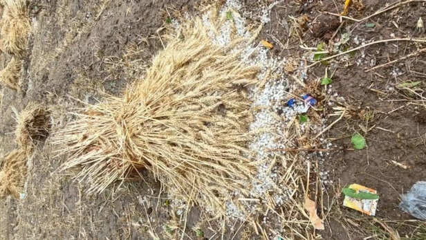 पंजाब में बेमौसम बारिश से फसलों को नुकसान