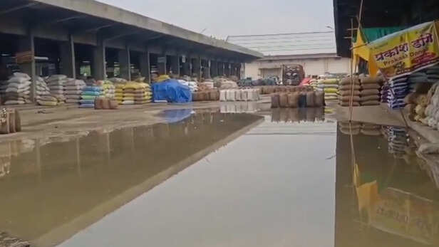 मंडी में बारिश से फसल खराब