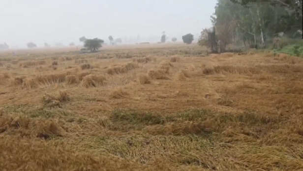 बारिश से गिरा खेतों में तैयार गेहूं