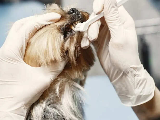 Cleaning their Ears             (Image Credit : Chatgpt)