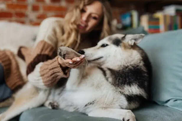 Checking Pets Paws                (Image Credit :Pexels)