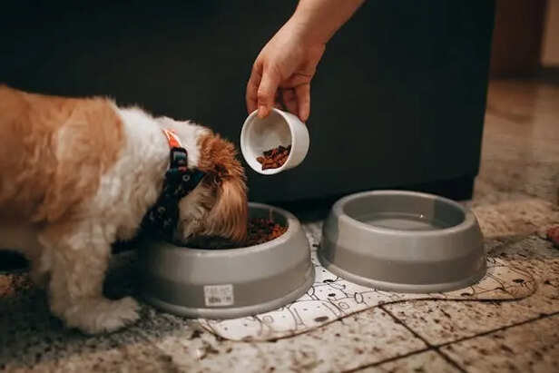 Feeding your Pet                       (Image Credit:Pexels)