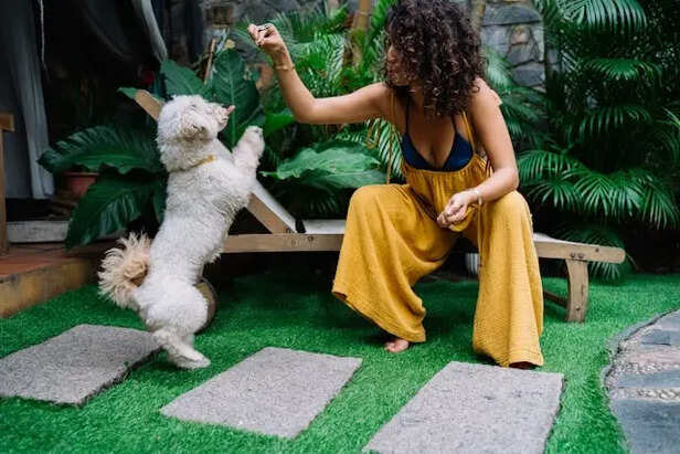 Playing with Your Pet        (Image Credit :Pexels)