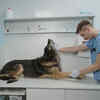 Taking Your Pet At Vet                         (Image Credit:Pexels)
