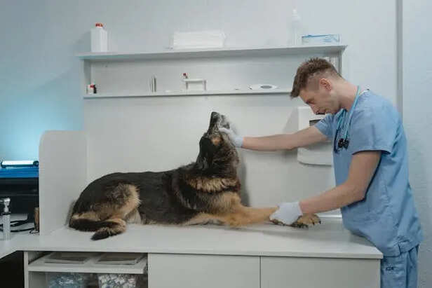 Taking Your Pet At Vet                         (Image Credit:Pexels)