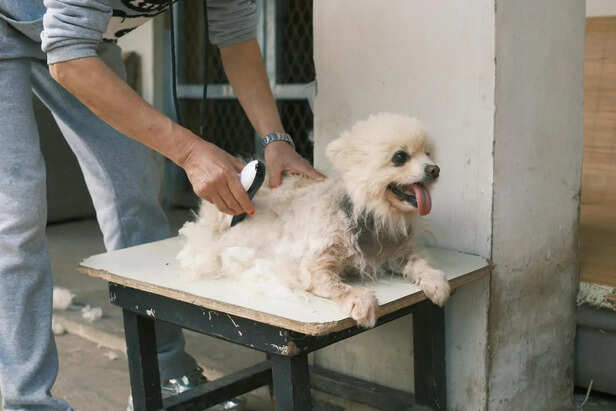 Regular Grooming Routine of a Pomeranian to Maintain a Healthy and Shiny Coat