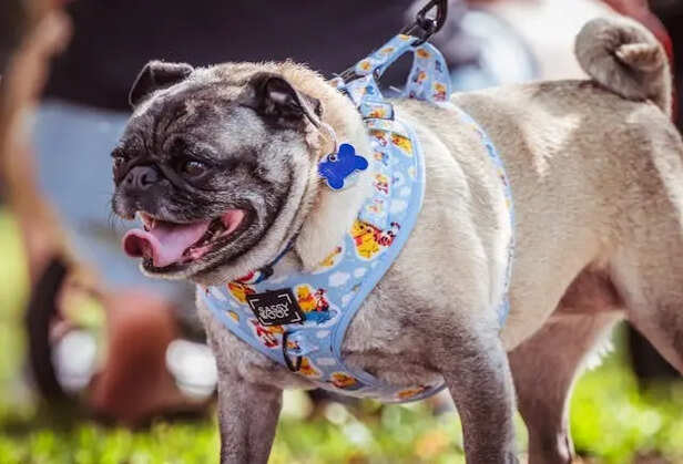 Carry All Necessary Items                                             (Image Credit:Pexels)