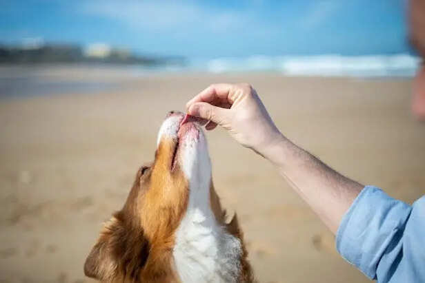 A Dog Enjoying its Treats              (Image Credit :Pexels)