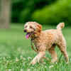 A Dog in a Park             (Image Credit :Pexels)