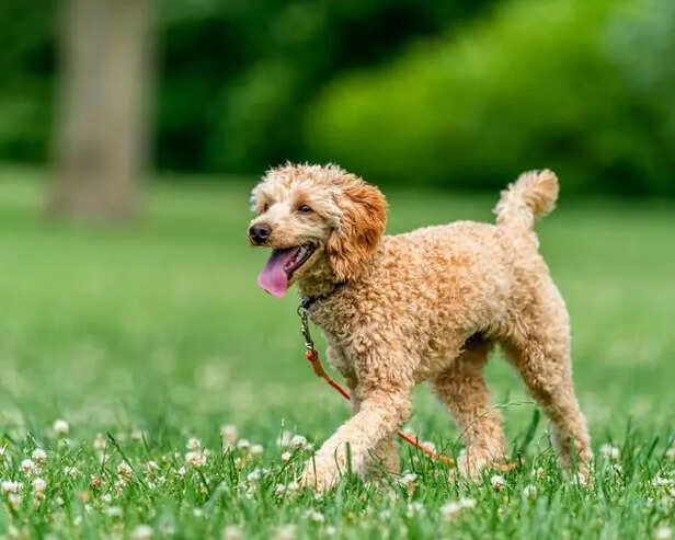 A Dog in a Park             (Image Credit :Pexels)
