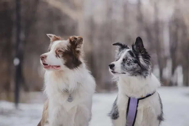 Border Collie                           (Image Credit :Pexels)