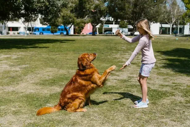 Dog Training                      (Image credit :Pexels)