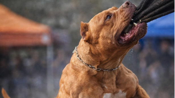 American Pit Bull Terrier | Instagram - @americanpitbullterrier