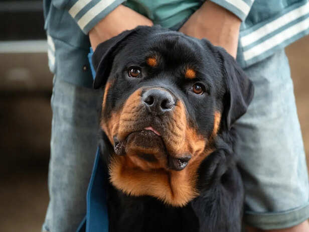 Rottweiler