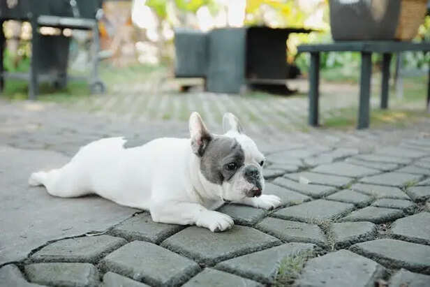 French Bulldog             (Image Credit : Pexels)