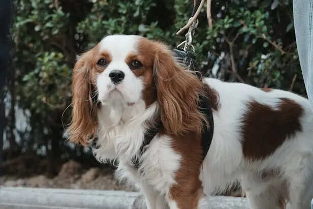 Cavalier King Charles Spaniel                        (Image Credit :Pexels)
