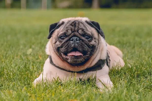 Pug                     (Image Credit :Pexels)
