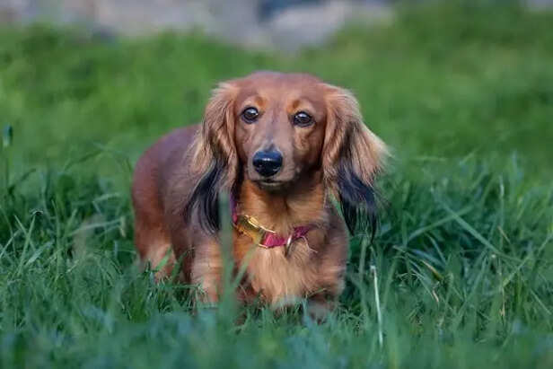 Dachshund                                       (Image Credit :Pexels)