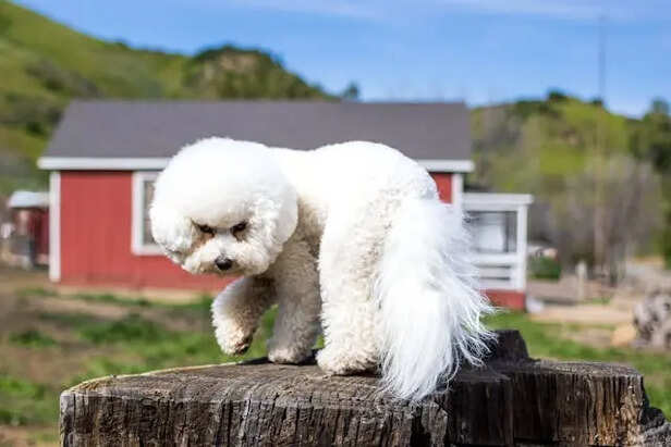 Bichon Frise                      (Image Credit: Pexels)