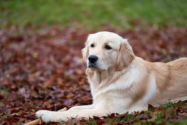 Golden Retriever                      (Image Credit :Pexels)