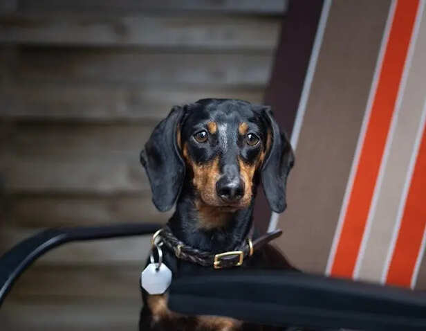 Dachshund            (Image Credit :Pexels)