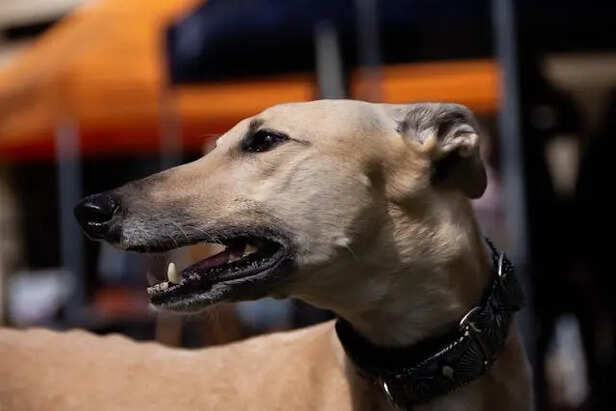 Greyhound                         (Image Credit :Pexels)