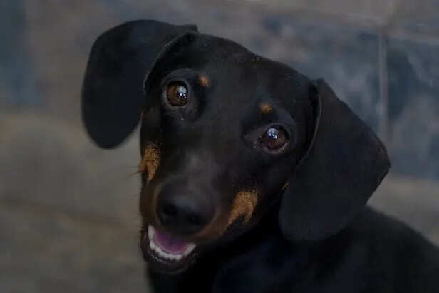 A Dog With Happy Eyes                (Image Credit :Pexels)