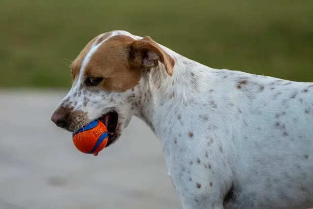 A Dog Playing With Ball                                 (Image Credit :Pexels)