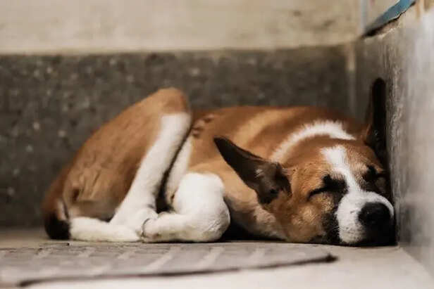 A Dog Sleeping Peacefully                                   (Image Credit :Pexels)