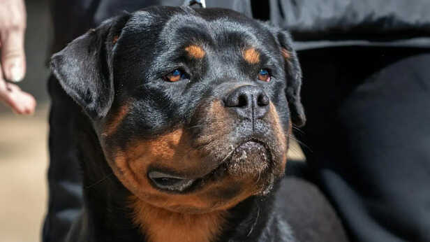 Rottweiler