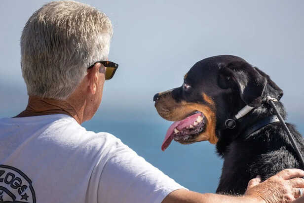 Rottweilers Will Remain Strongly Attached to Family