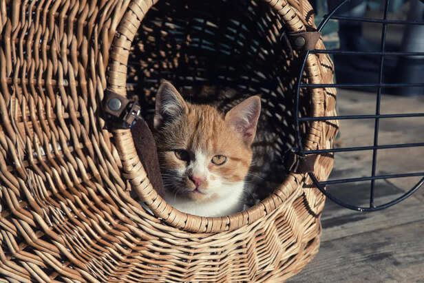 ​Cat Relaxing in a New City