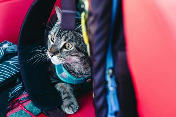 Travel Bag with Essentials for a Cat