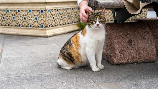 ​Cat Enjoying the View in the City
