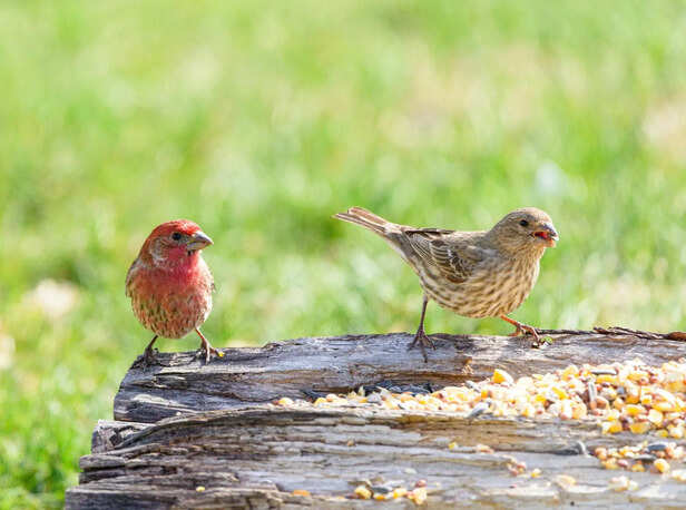 Organic Feeding Setup for Exotic Birds