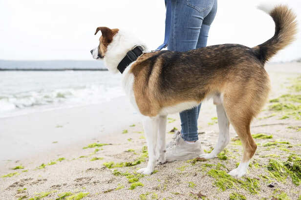 ​Understanding Dog Tail Wagging Positions and Their Meanings
