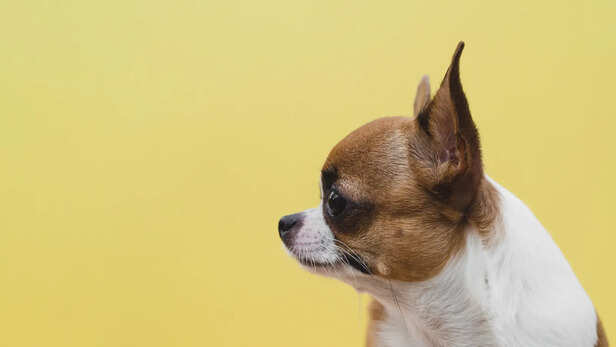 ​Dog Ear Positions Explained: Signs of Alertness and Fear