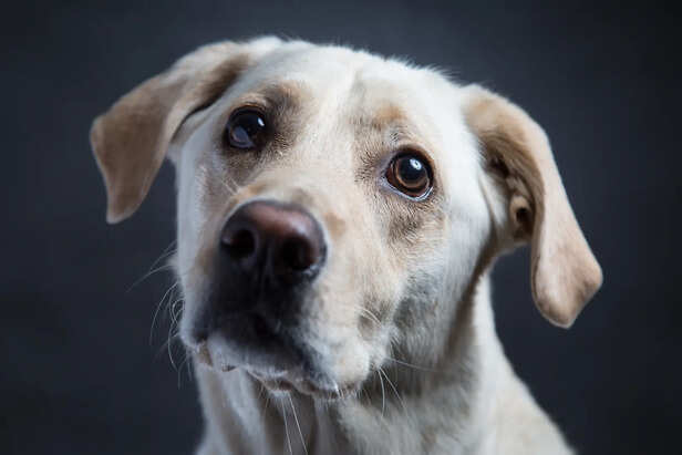 ​Reading Dog Eyes: What Your Pet’s Gaze Reveals