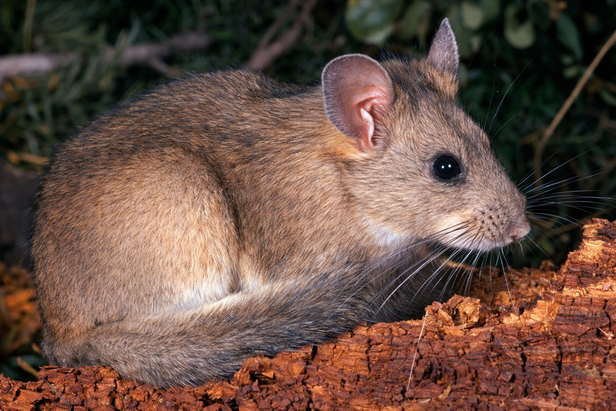 Woodrat perched on a weathered log