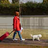 Pet Follows You Everywhere