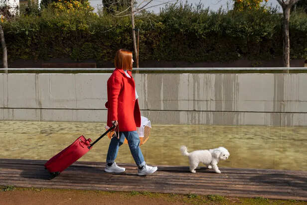 Pet Follows You Everywhere