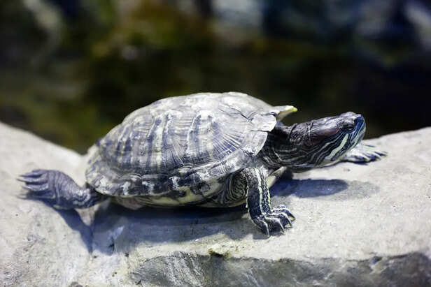 Fresh Vegetables and Good Fats for Healthy Turtle Growth