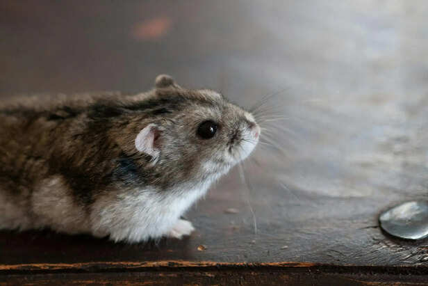 ​Personality Traits: Syrian vs Dwarf Hamsters