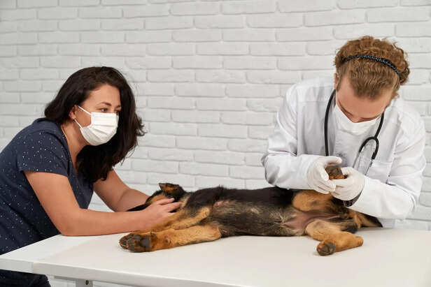 Adult Dog Health Check